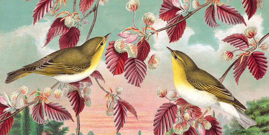 Artist Interview: Fiona Richards of Cartolina